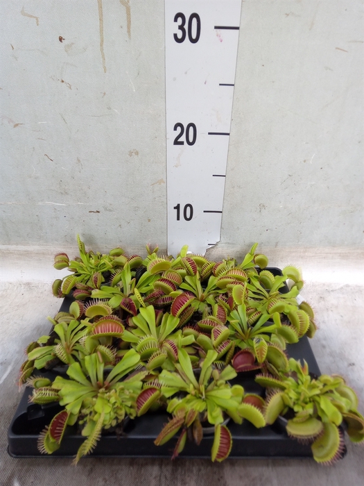 <h4>Dionaea muscipula</h4>