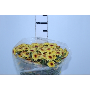 CRISANTEMO SANTINI ABBEY YELLOW 080 CM