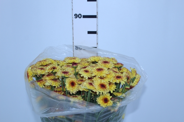 <h4>CRISANTEMO SANTINI ABBEY YELLOW 080 CM</h4>
