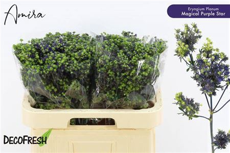 <h4>Eryng Pl Mag Purple Star</h4>