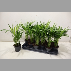 Dypsis Lutescens