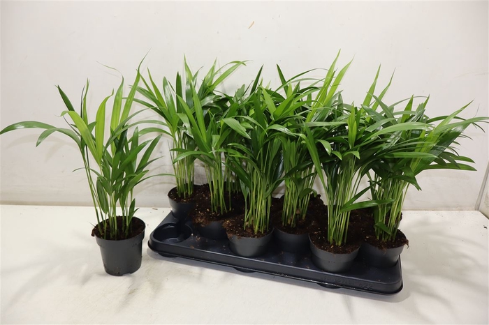 <h4>Dypsis Lutescens</h4>