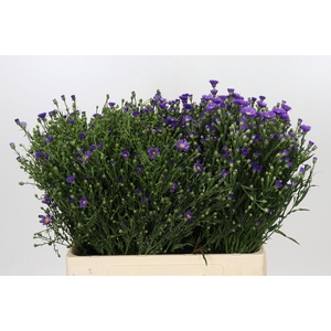 Aster Casamare