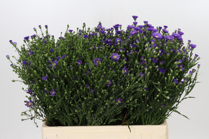 <h4>Aster Casamare</h4>
