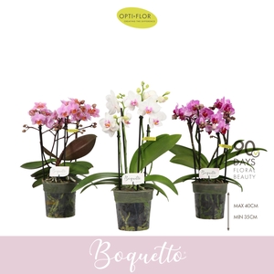 Boquetto Mix 3-5 spike