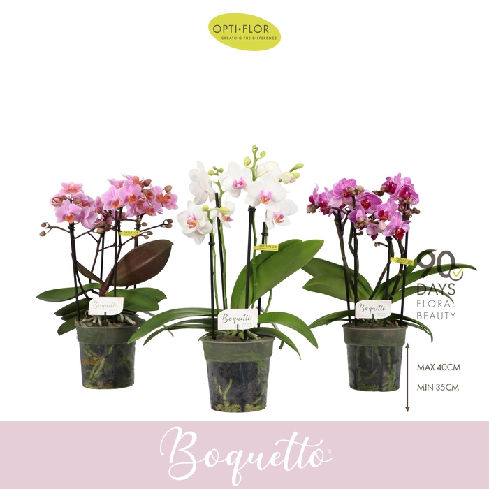 <h4>Boquetto Mix 3-5 spike</h4>