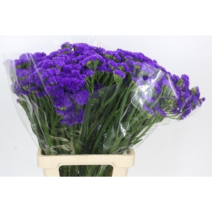 Limonium sinuatum Blue Wings