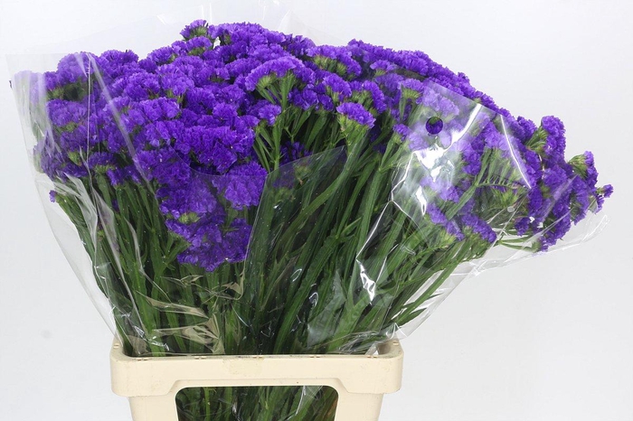 <h4>Limonium sinuatum Blue Wings</h4>