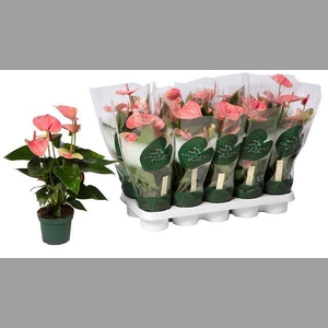 ANTHU AN SWEET DREAM