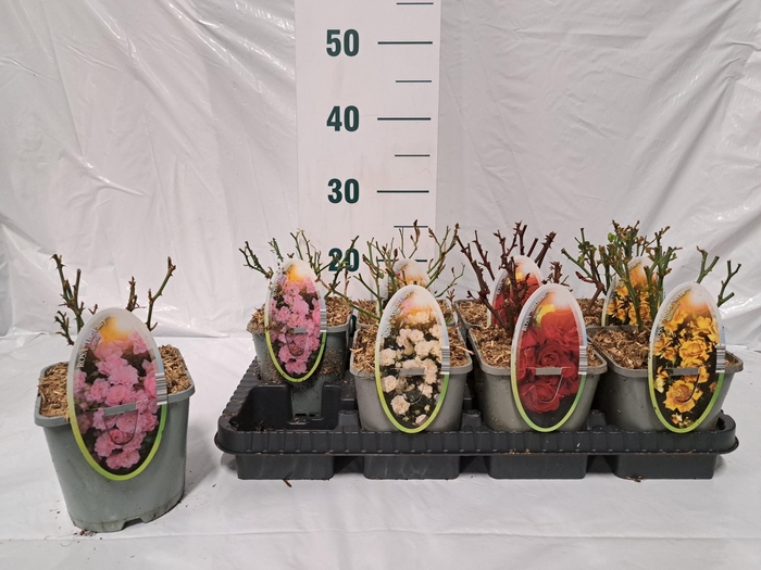 <h4>ROSA P THE FAIRY</h4>