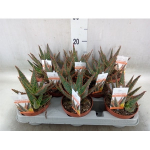 Aloe   ...