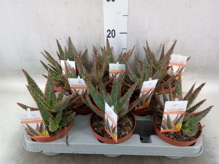 <h4>Aloe   ...</h4>