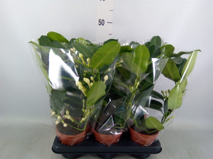 <h4>Stephanotis floribunda   ...</h4>