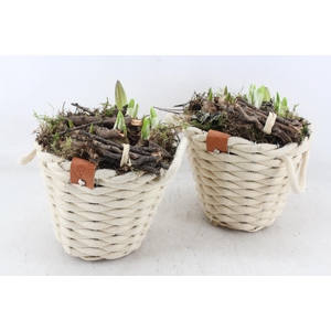 arr4 Bollenmix MB - Wolmand creme kl. x3