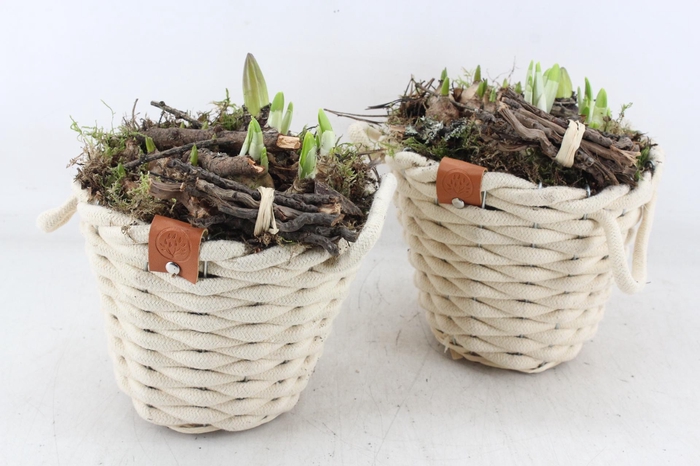 <h4>arr4 Bollenmix MB - Wolmand creme kl. x3</h4>