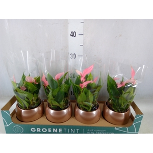 Anthurium andr. 'Lilli'