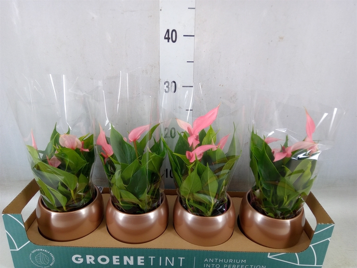 <h4>Anthurium andr. 'Lilli'</h4>