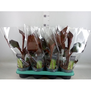 Ensete ventricosum 'Maurelii'