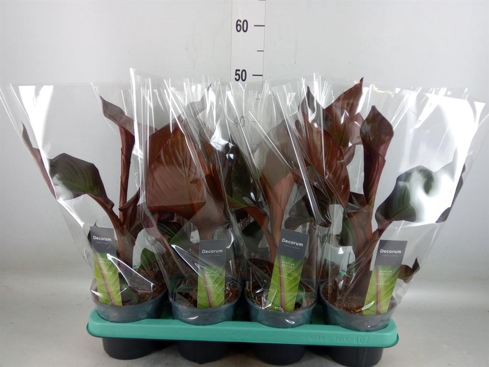 <h4>Ensete ventricosum 'Maurelii'</h4>