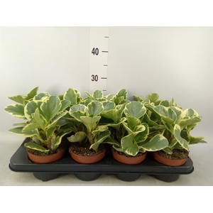 Peperomia obt. 'Variegata'
