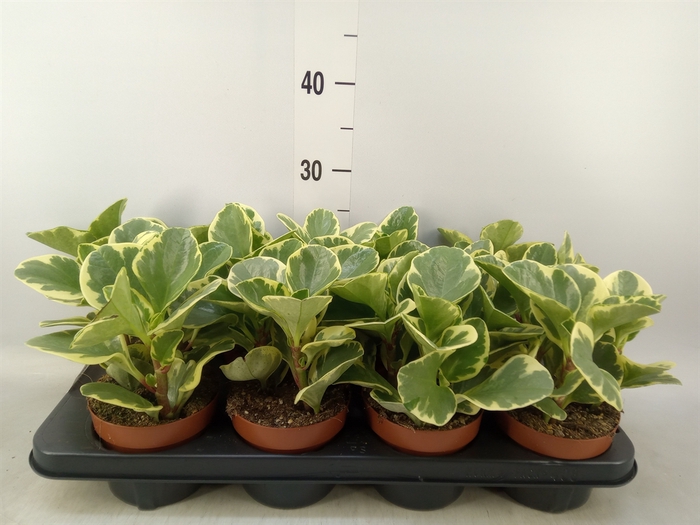 <h4>Peperomia obt. 'Variegata'</h4>
