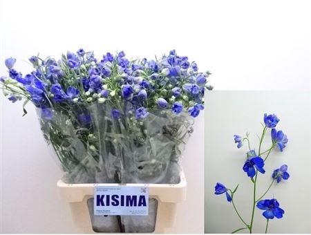 <h4>Delph En Sunshine</h4>