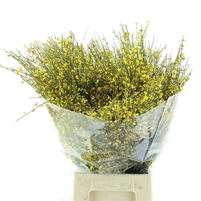 <h4>GEN OV GEEL BS</h4>