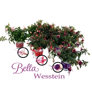 FUCHSIA B F GEM