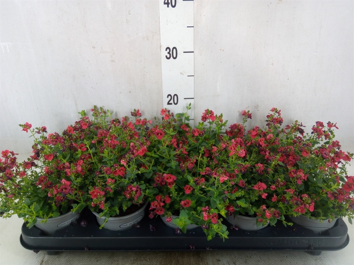 <h4>Diascia  'Piccadilly Red'</h4>