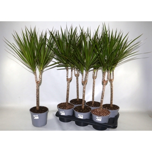 DRA MARGINATA
