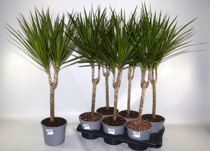 <h4>DRA MARGINATA</h4>