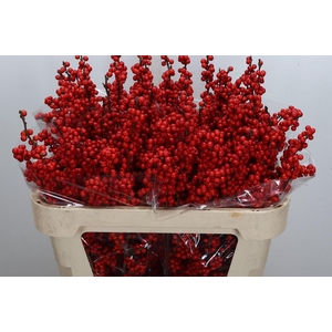 Ilex Ve Rode Bes 70cm (zanten)