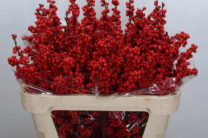 <h4>Ilex Ve Rode Bes 70cm (zanten)</h4>