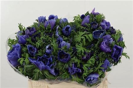 <h4>Anem Co Carill Blue</h4>