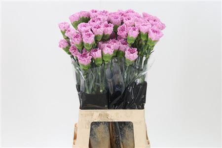 <h4>Di St Birmania</h4>