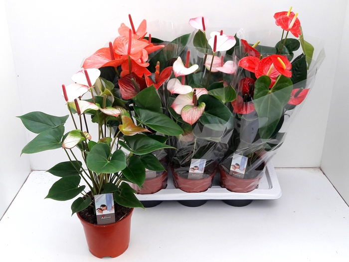 <h4>ANTHU AN GEM 3 KL</h4>