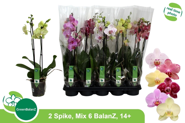 <h4>PHAL GEM 6 KL</h4>