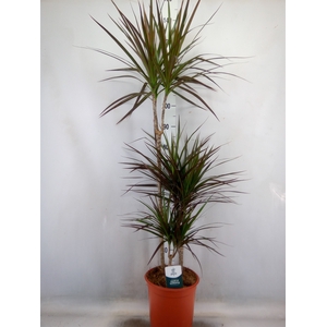 Dracaena marg. 'Magenta'