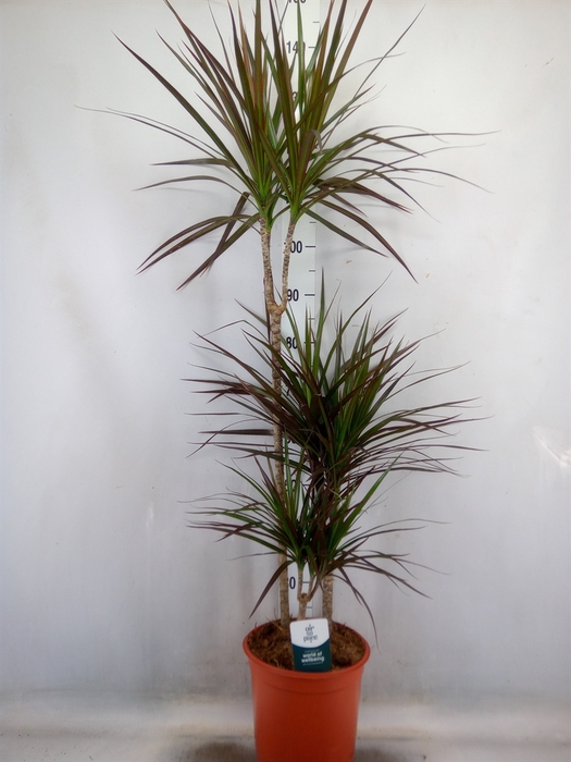 <h4>Dracaena marg. 'Magenta'</h4>