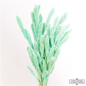 Dried Setaria Bl Aqua Blue Bunch