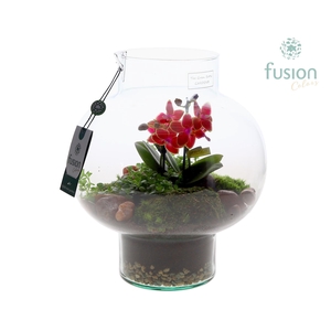 Green Bottle Laura Medium met Phalaenopsis arrangement