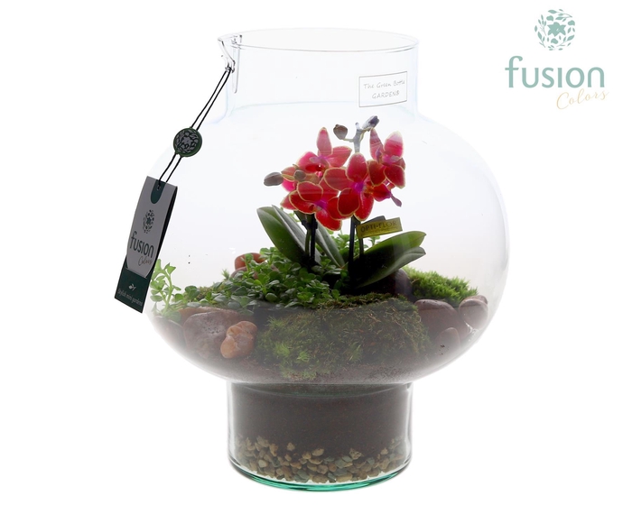 <h4>Green Bottle Laura Medium met Phalaenopsis arrangement</h4>