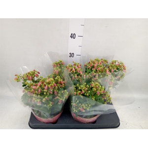 Kalanchoe HG 'Dream Bells'