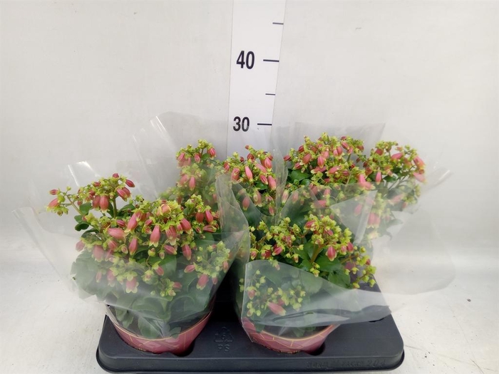 <h4>Kalanchoe HG 'Dream Bells'</h4>