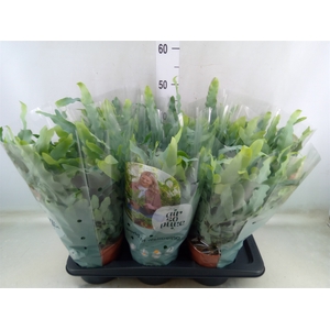 Phlebodium aureum 'Blue Star'