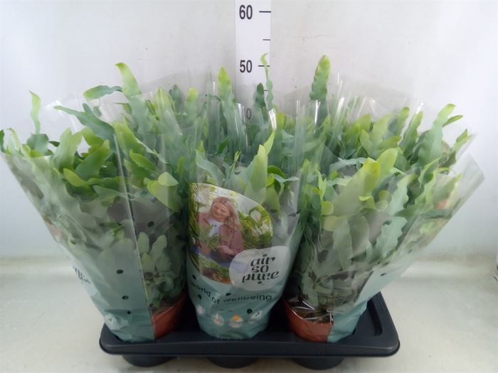 <h4>Phlebodium aureum 'Blue Star'</h4>