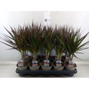 Dracaena marg. 'Magenta'