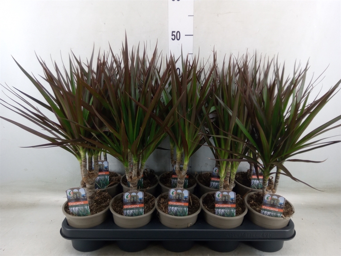 <h4>Dracaena marg. 'Magenta'</h4>