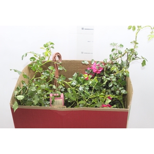 ROSEIRA VARIADO PENDENTE P20
