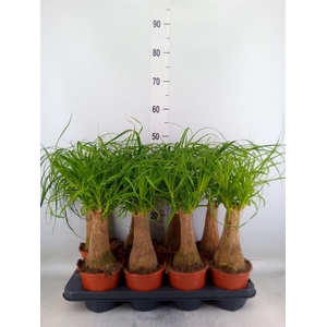 Beaucarnea recurvata